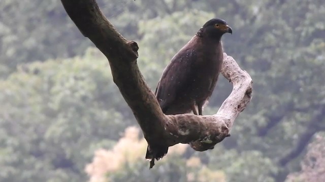 Crested Serpent-Eagle - ML384397641