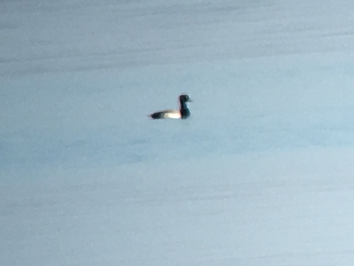 Greater Scaup - ML38439811