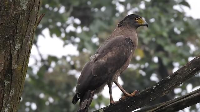Crested Serpent-Eagle - ML384398661