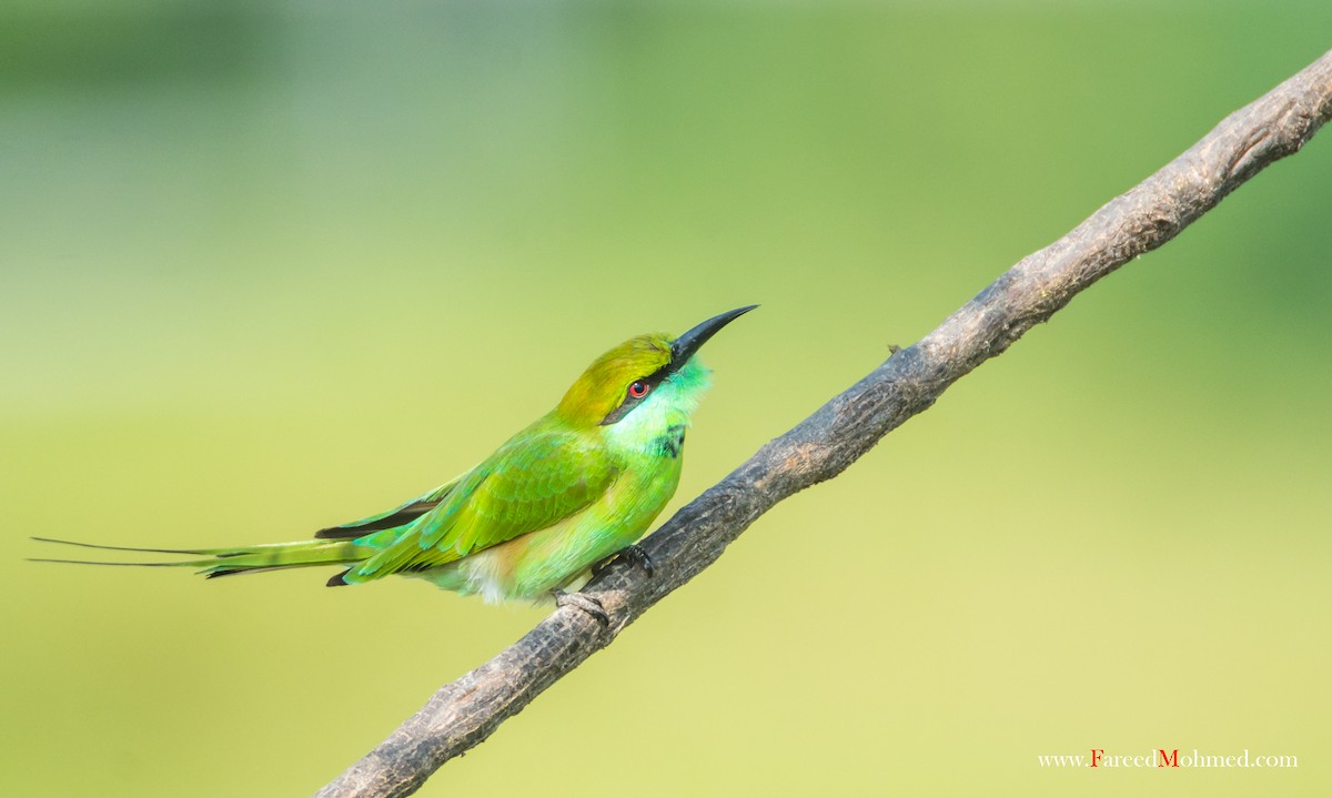 Asian Green Bee-eater - ML38440071