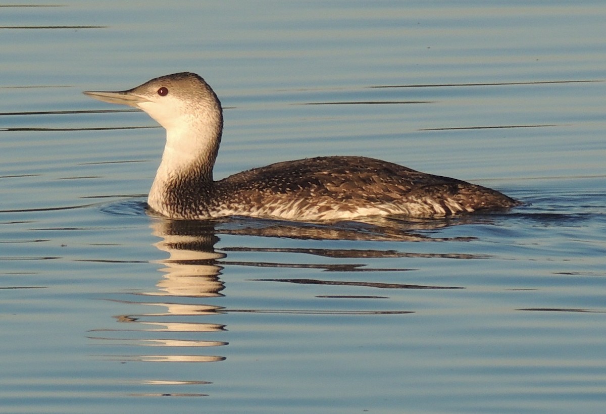Red-throated Loon - Lin Piest