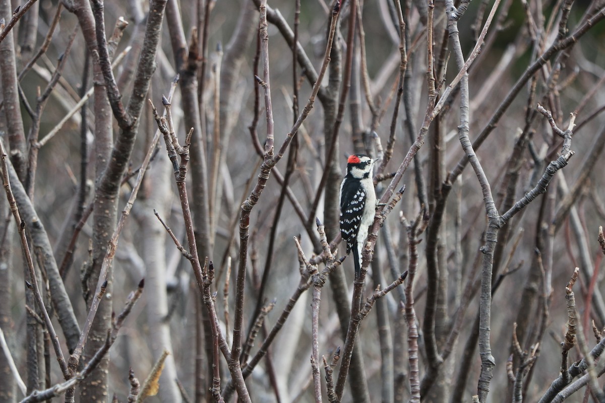 Downy Woodpecker - Fred & Colleen Wood