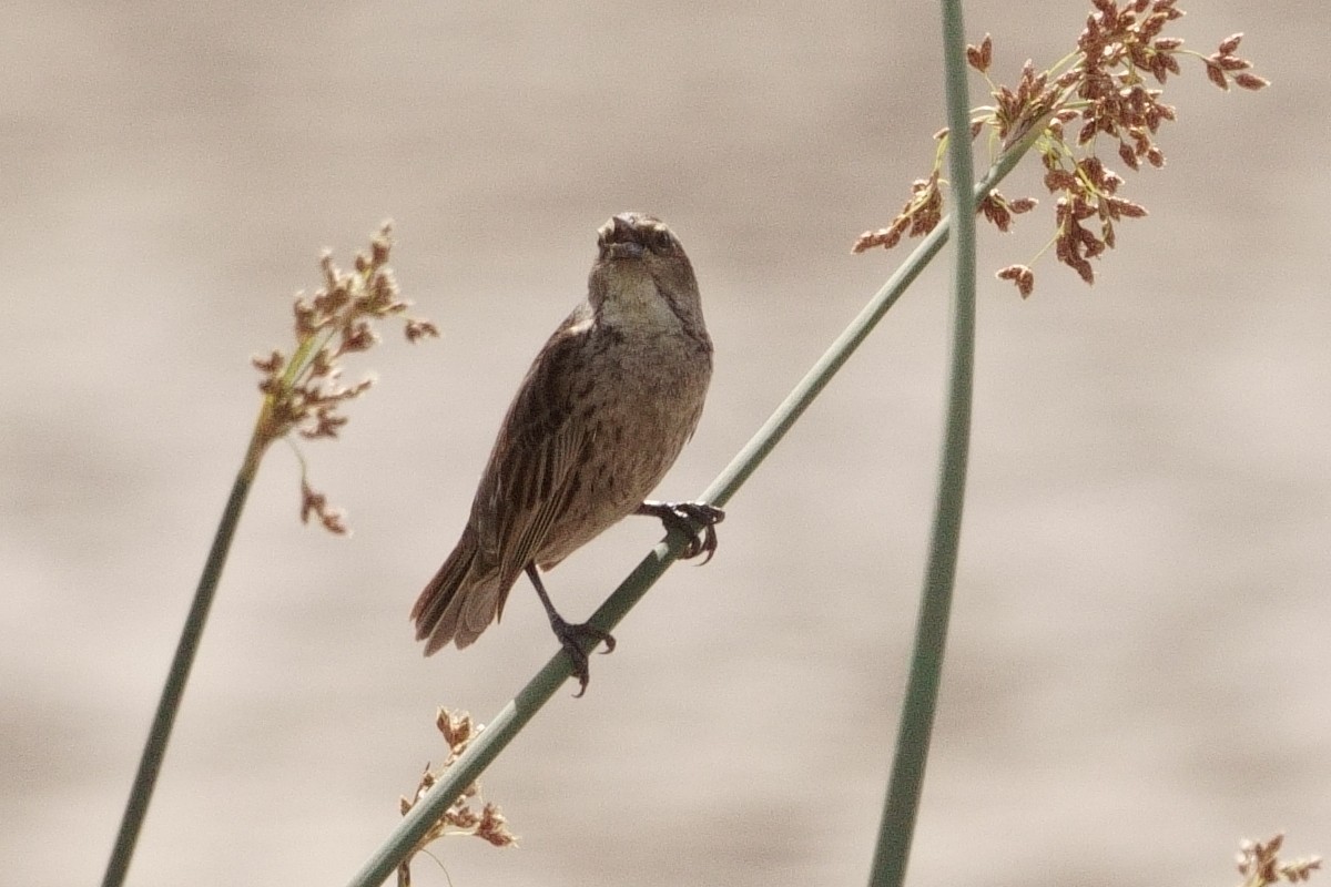 Grassland Sparrow - ML384419721