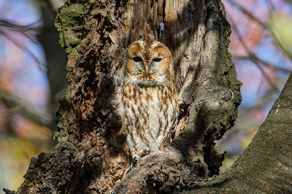 Tawny Owl - ML384425421