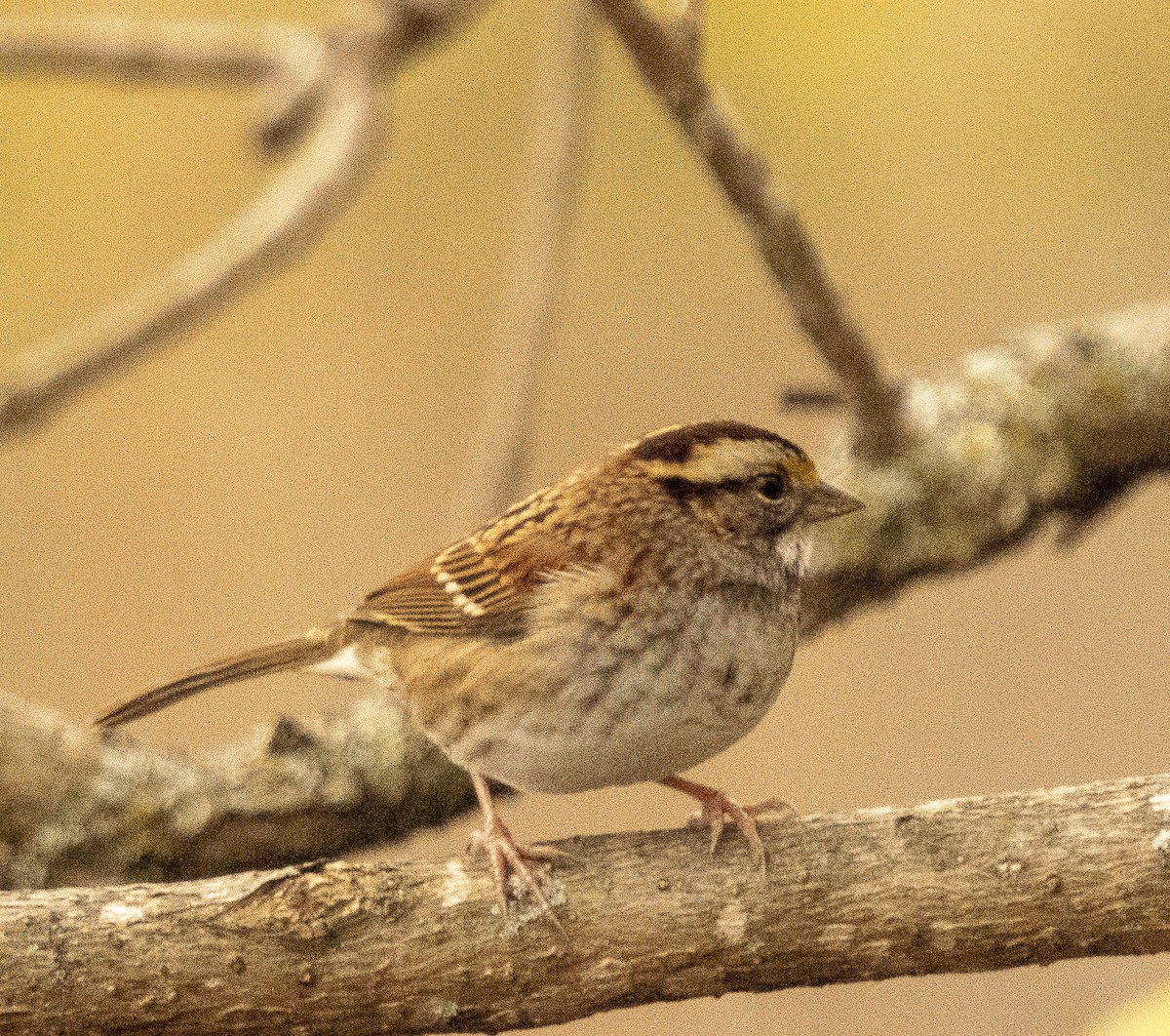 White-throated Sparrow - Michael Lehmann