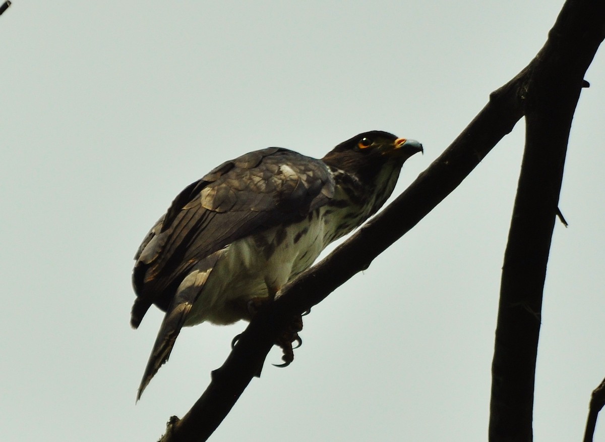 Gray-headed Kite - Jorge Matheus