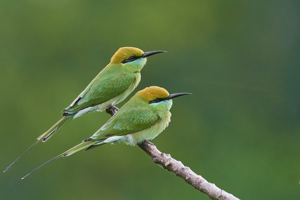 Asian Green Bee-eater - Raghavendra  Pai