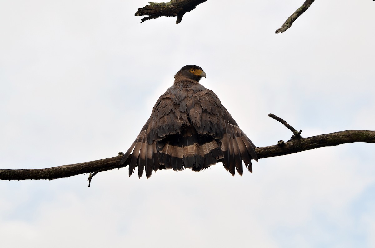 Crested Serpent-Eagle - ML38442631