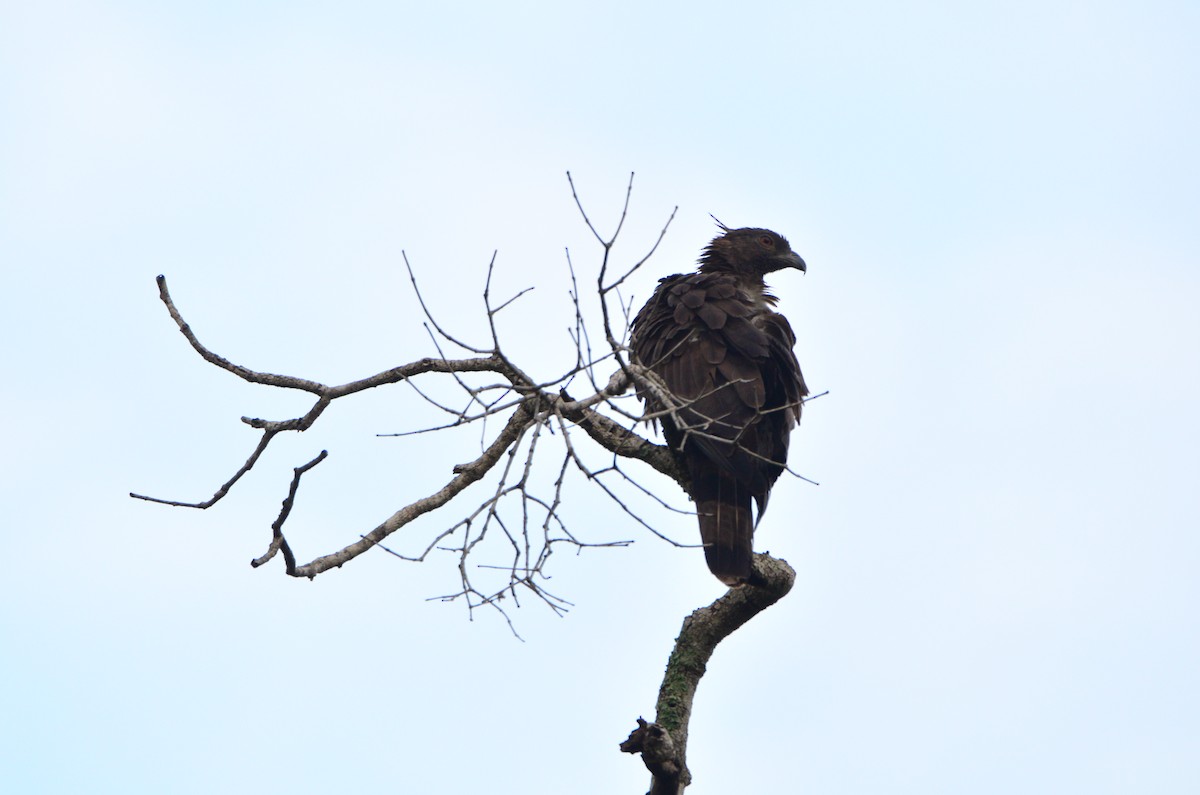 Changeable Hawk-Eagle (Crested) - ML38442671