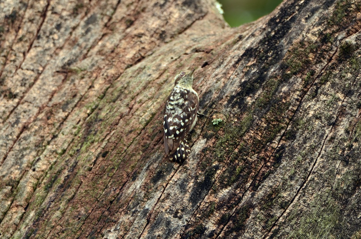 Brown-capped Pygmy Woodpecker - ML38443181