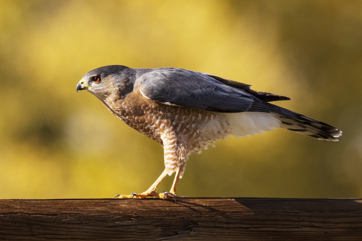 Cooper's Hawk - Lesley Tullis