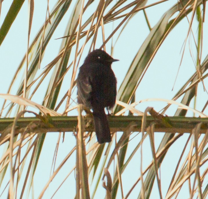 Fork-tailed Drongo (Glossy-backed) - ML384434831