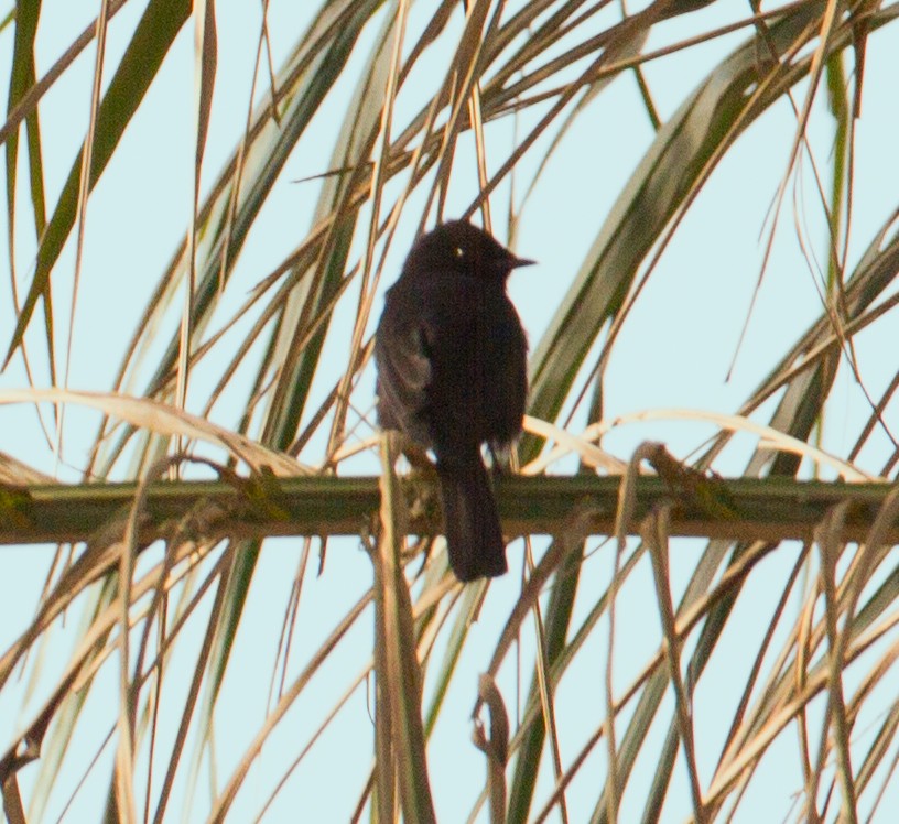 Fork-tailed Drongo (Glossy-backed) - ML384435241