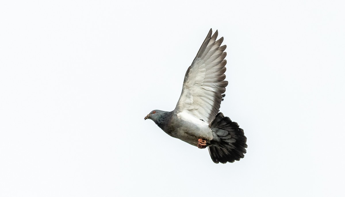 Rock Pigeon (Feral Pigeon) - ML384436921