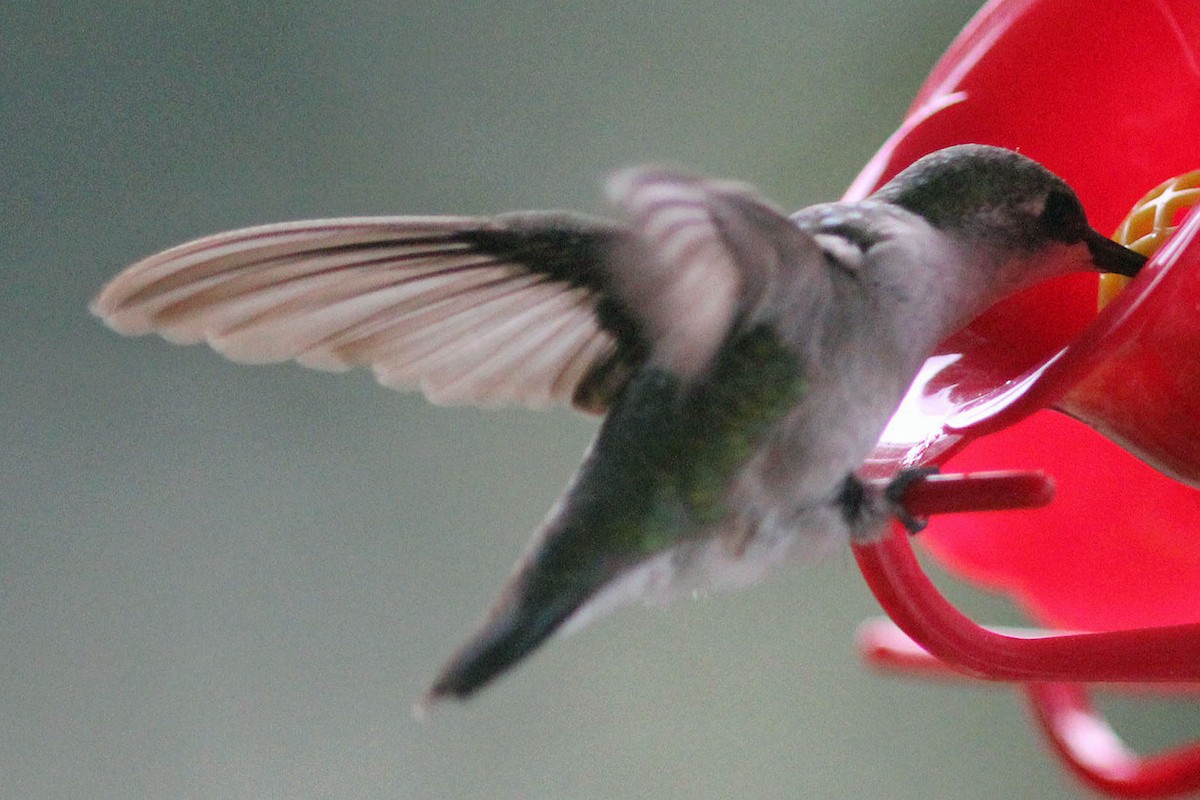 Ruby-throated Hummingbird - ML384439941