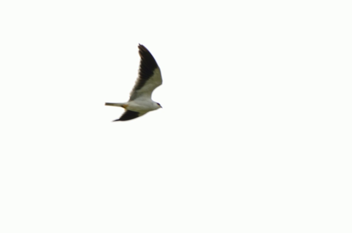 Black-winged Kite - ML38444241