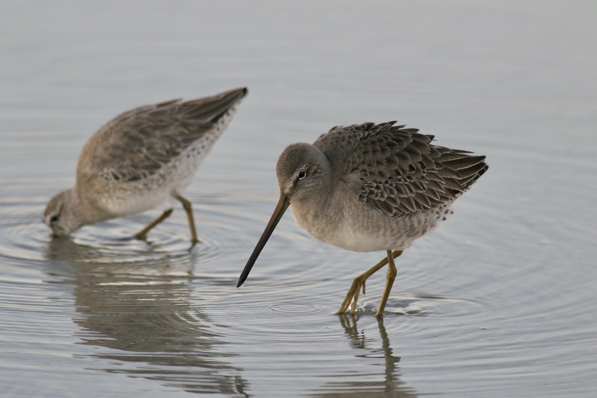 Long-billed Dowitcher - ML384443961