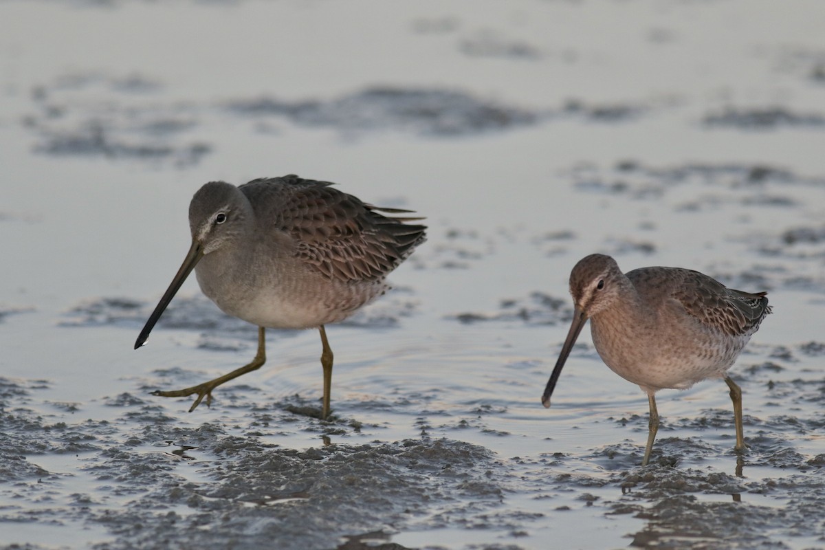Long-billed Dowitcher - ML384444001