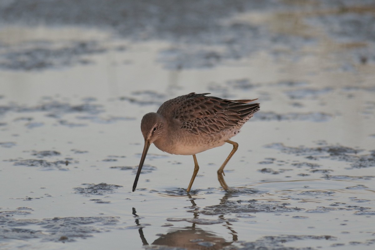 Long-billed Dowitcher - ML384444011
