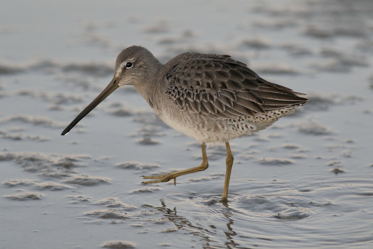 Long-billed Dowitcher - ML384444021