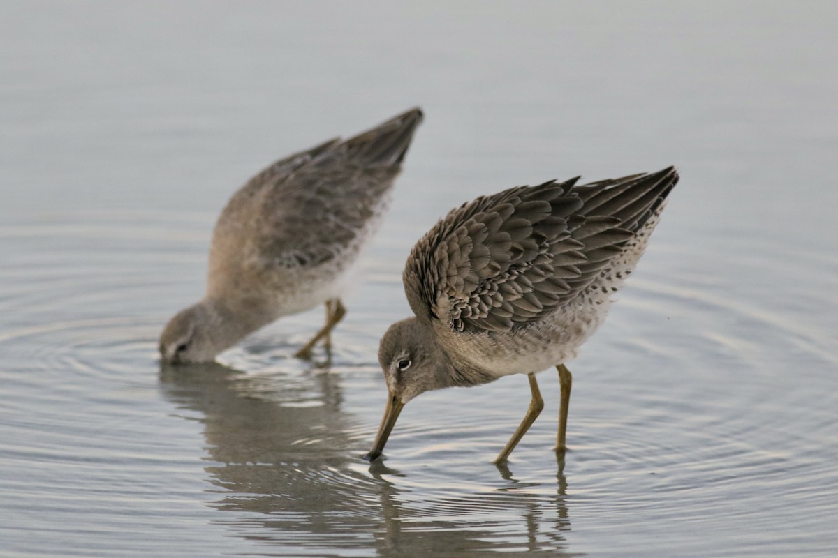 Long-billed Dowitcher - ML384444031