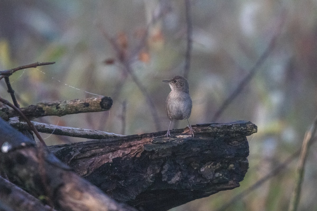 House Wren - Kenny Younger