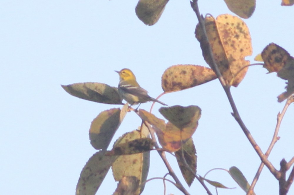 Black-throated Green Warbler - Timothy P. Jones
