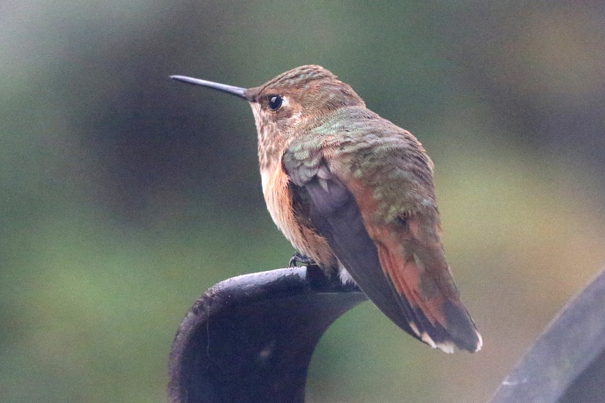 Rufous Hummingbird - ML384451991
