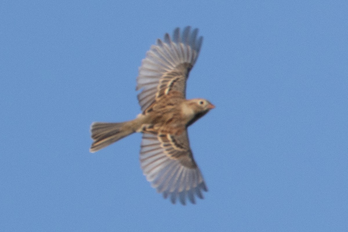 Field Sparrow - ML384454011