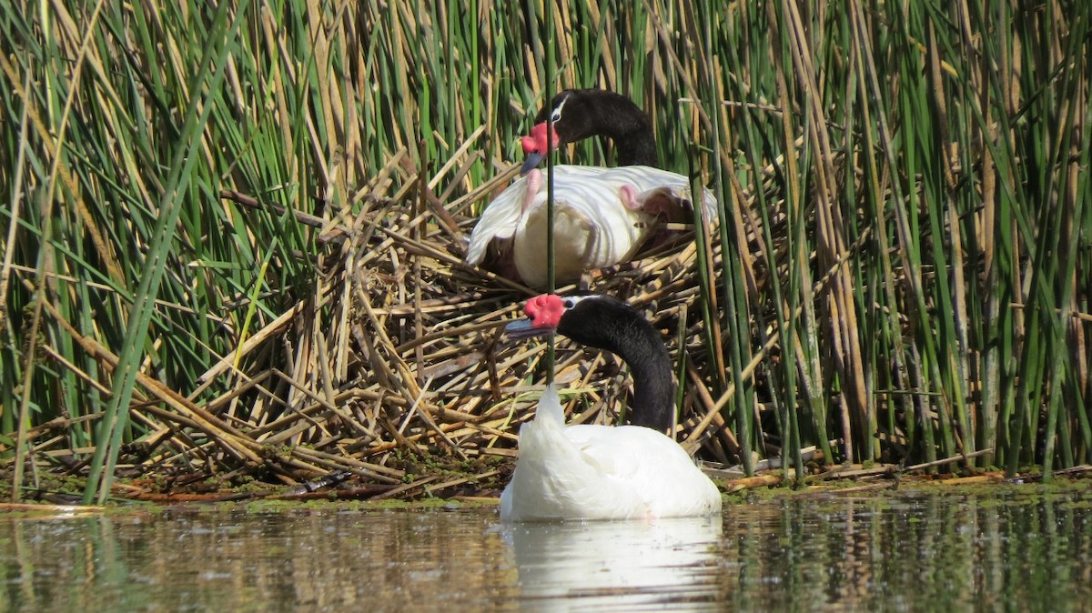 Black-necked Swan - ML384454551