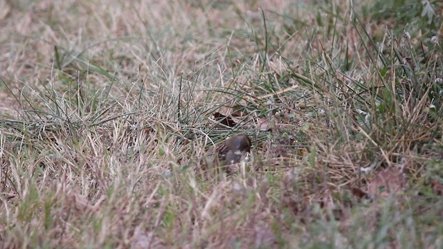 White-crowned Sparrow (Dark-lored) - ML384454921