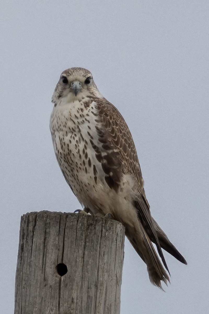 Prairie Falcon - Steve Zehner