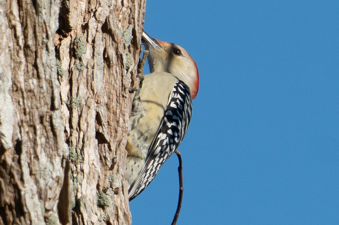 Red-bellied Woodpecker - Robert Olshansky