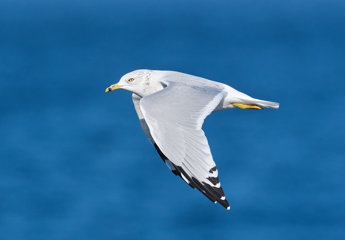 Ring-billed Gull - Patrice St-Pierre