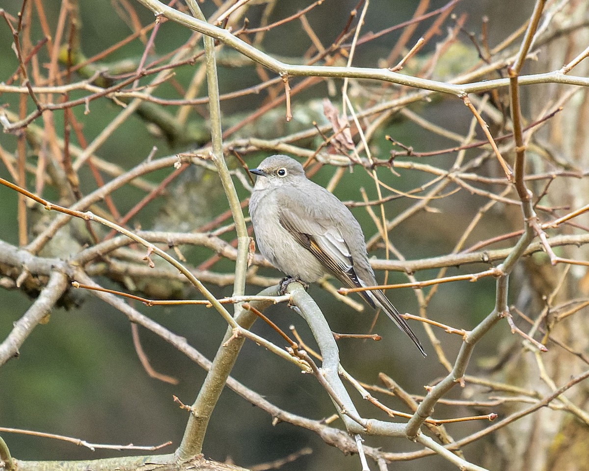 Townsend's Solitaire - ML384468451