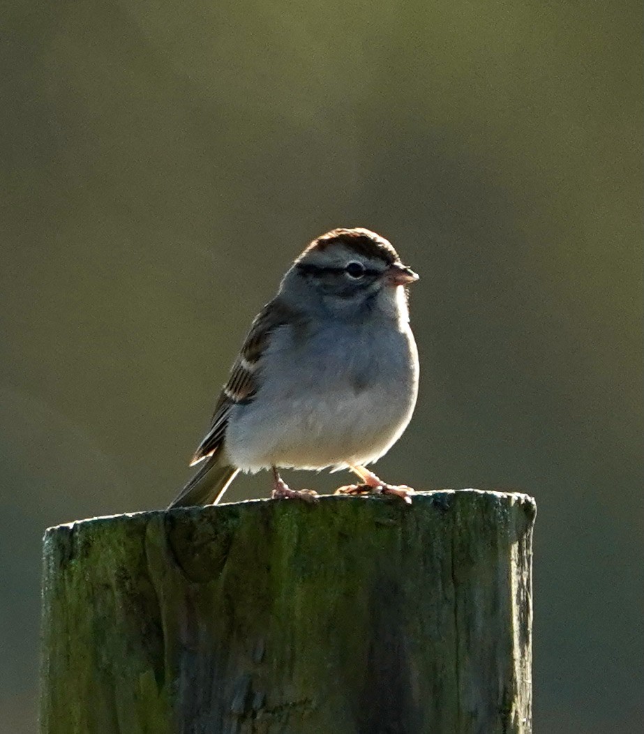 Chipping Sparrow - ML384469461