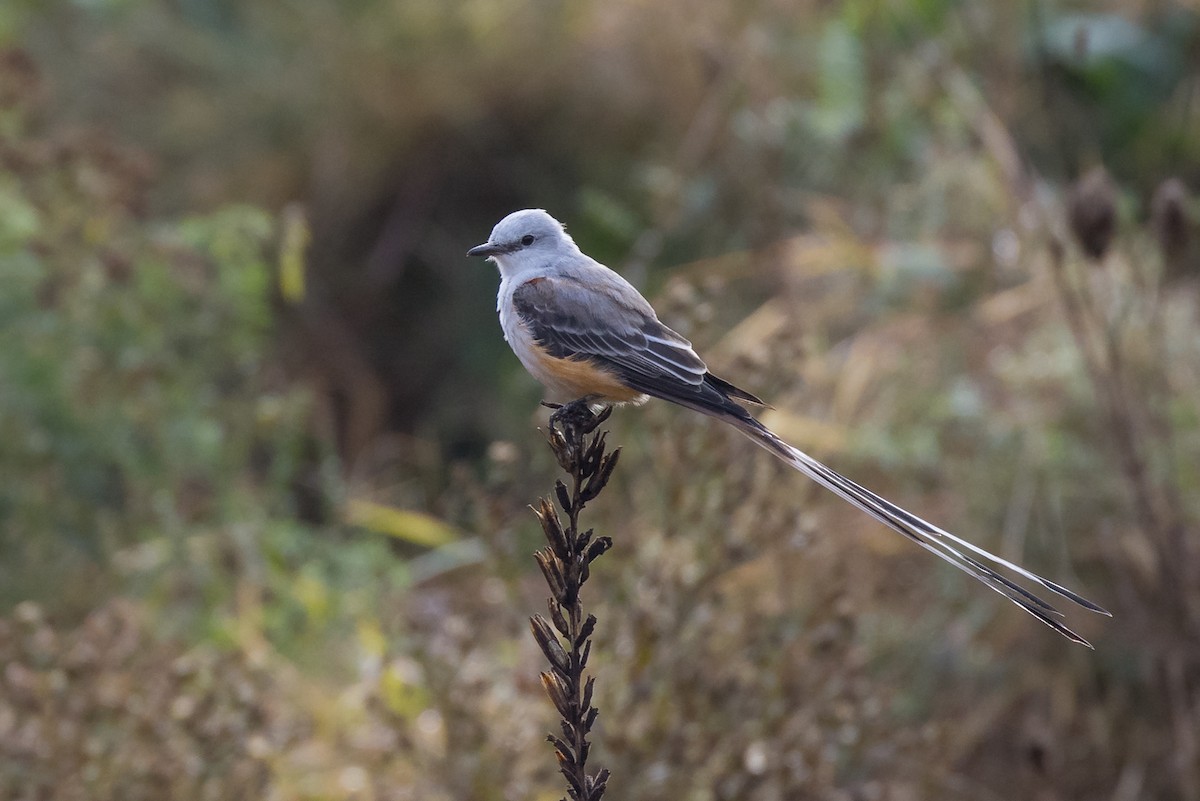 Scissor-tailed Flycatcher - Lyall Bouchard