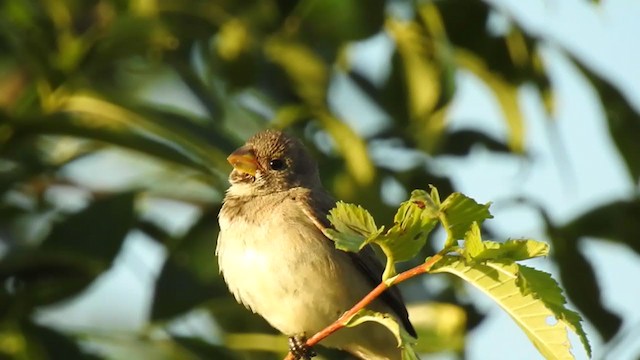 Double-collared Seedeater - ML384477701