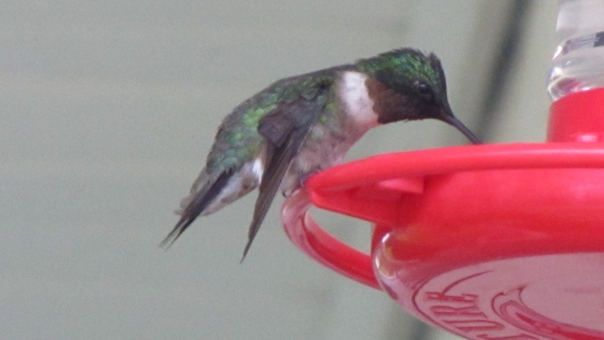 Ruby-throated Hummingbird - ML384481661