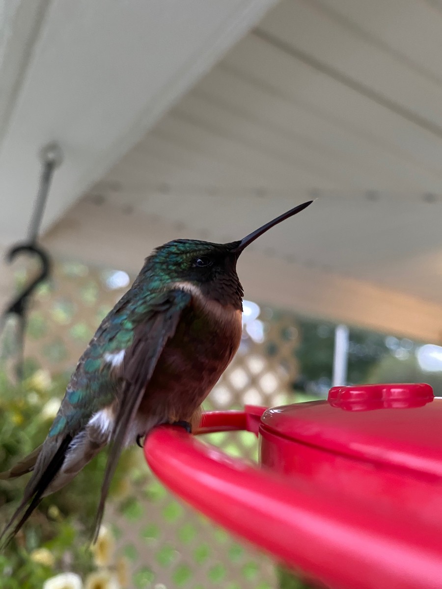 Ruby-throated Hummingbird - ML384481871