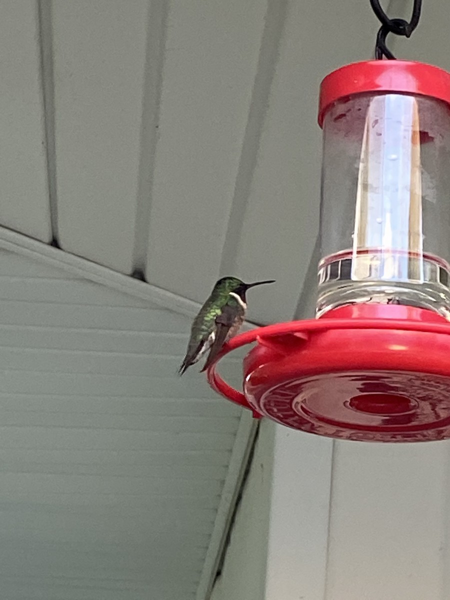 Ruby-throated Hummingbird - ML384481881