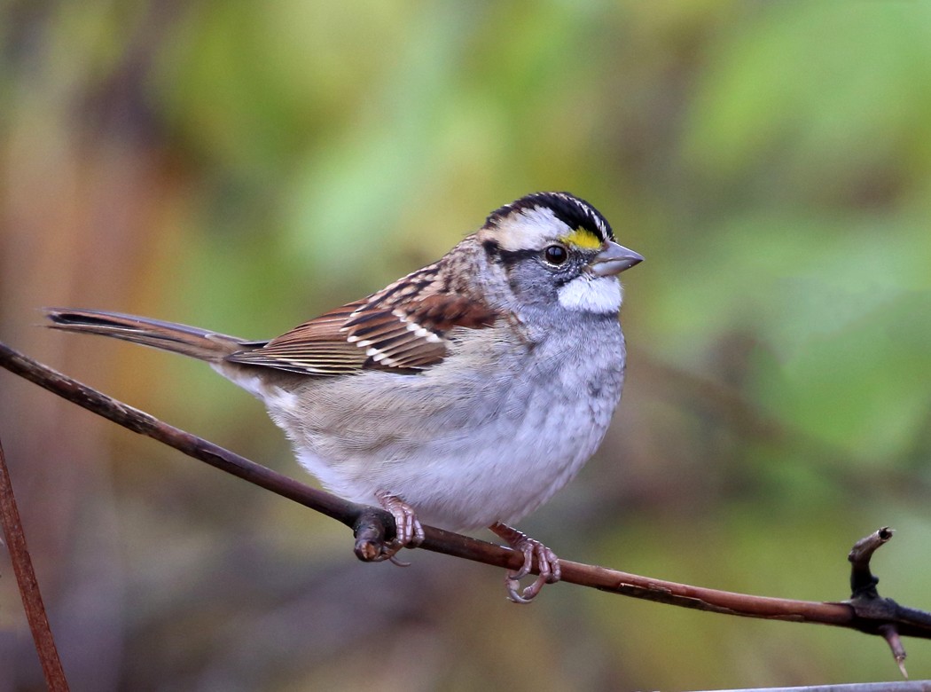White-throated Sparrow - ML38448221