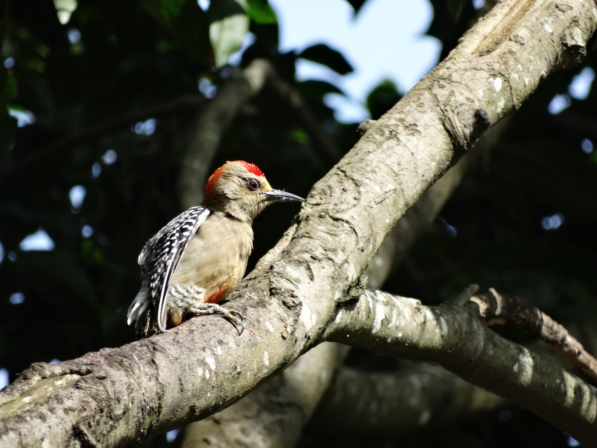 Red-crowned Woodpecker - Edouard Paiva