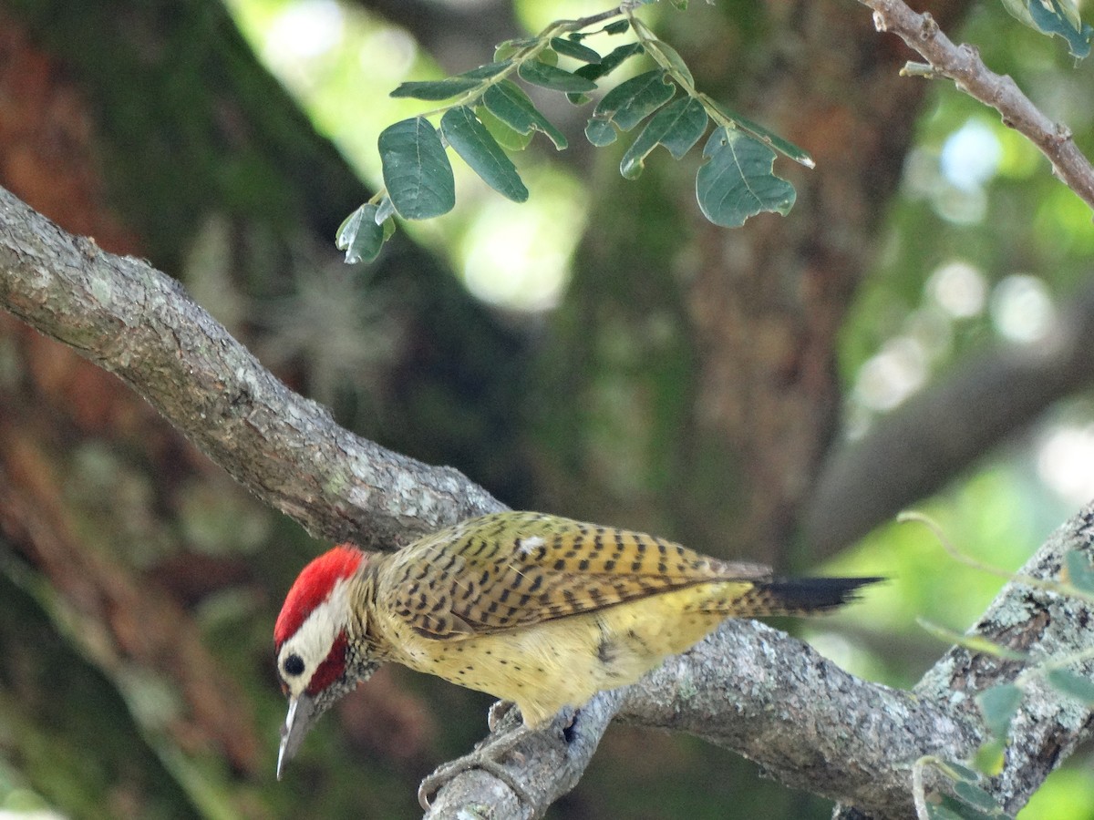 Spot-breasted Woodpecker - ML384484811