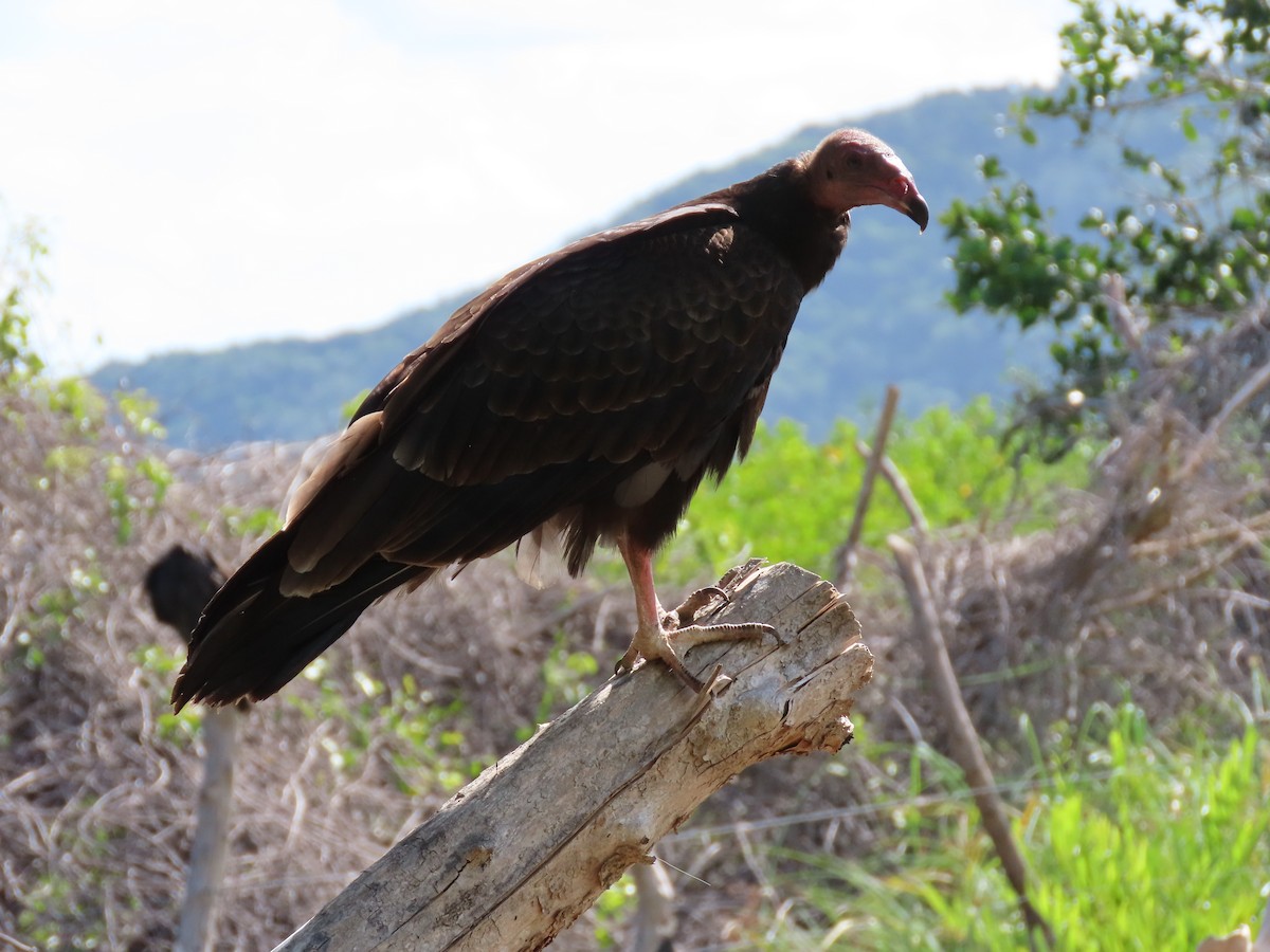Turkey Vulture - ML384485311