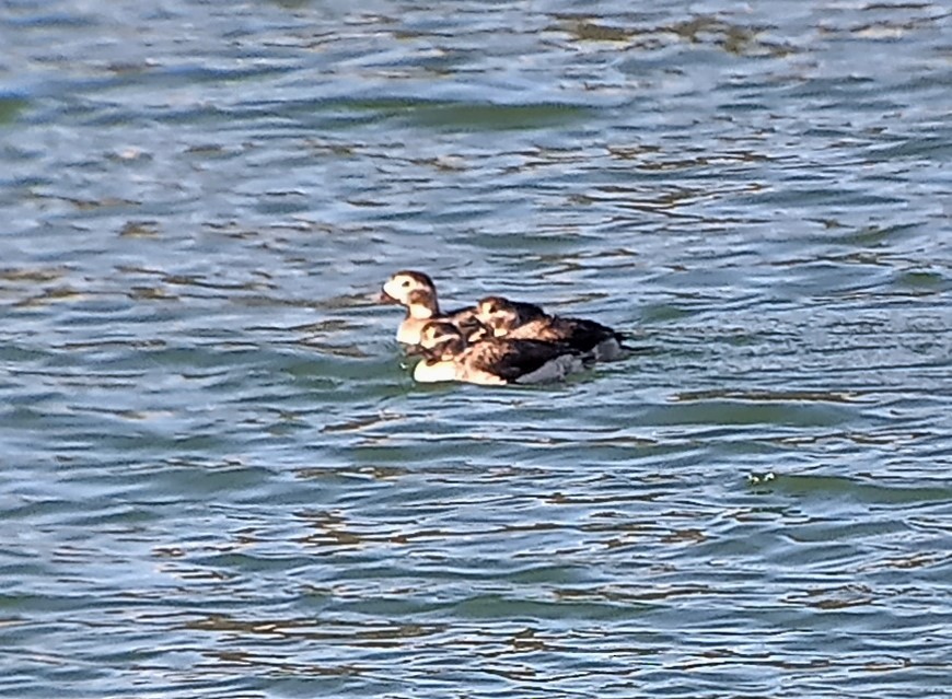 Long-tailed Duck - ML384493221
