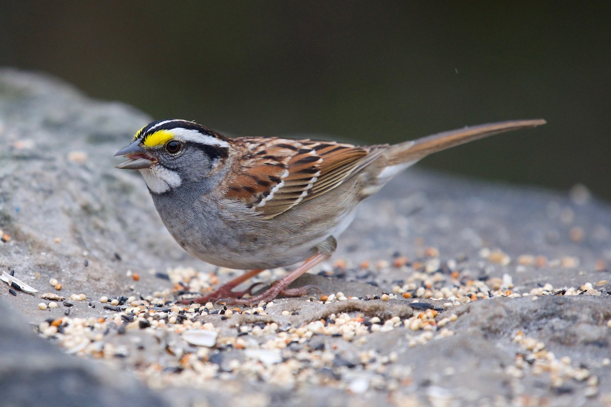 White-throated Sparrow - Ezra J. Campanelli