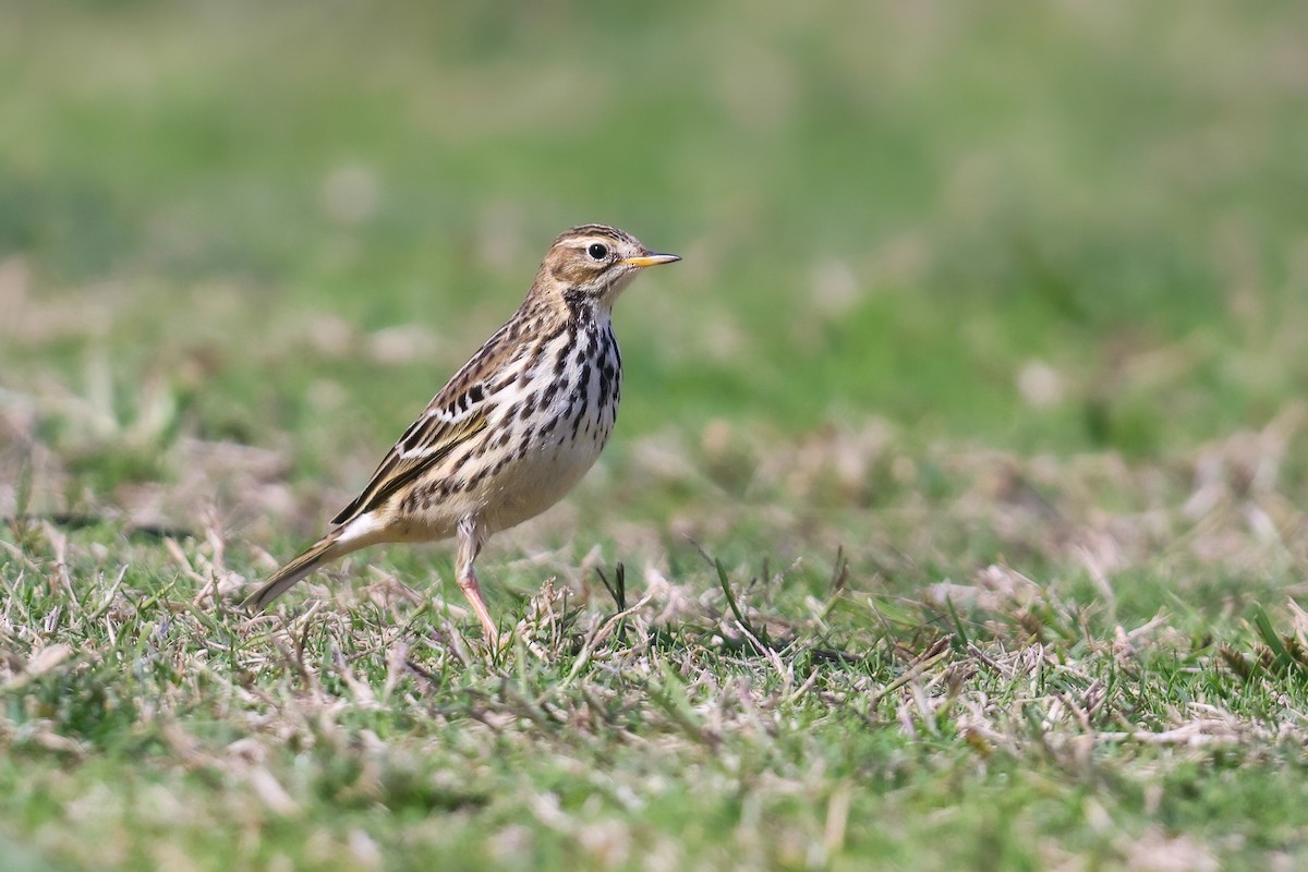 Red-throated Pipit - ML384493841
