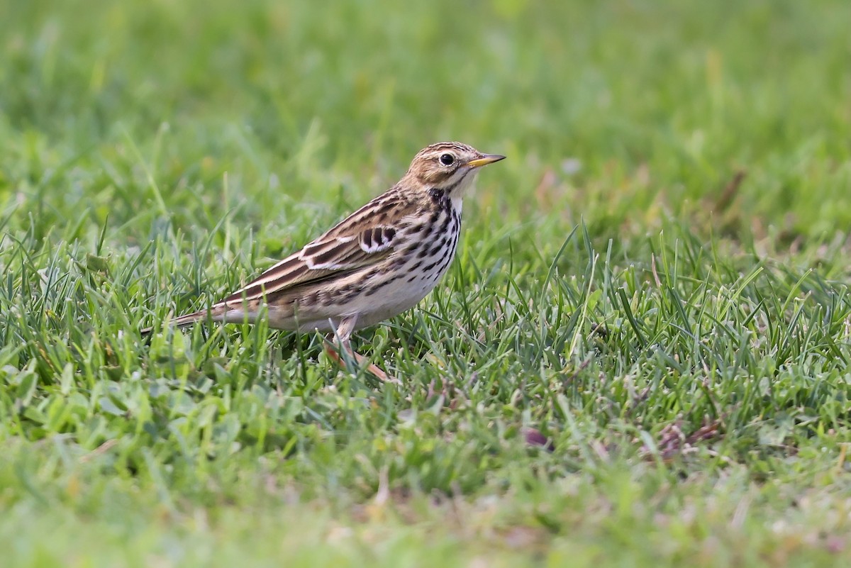 Red-throated Pipit - ML384493851