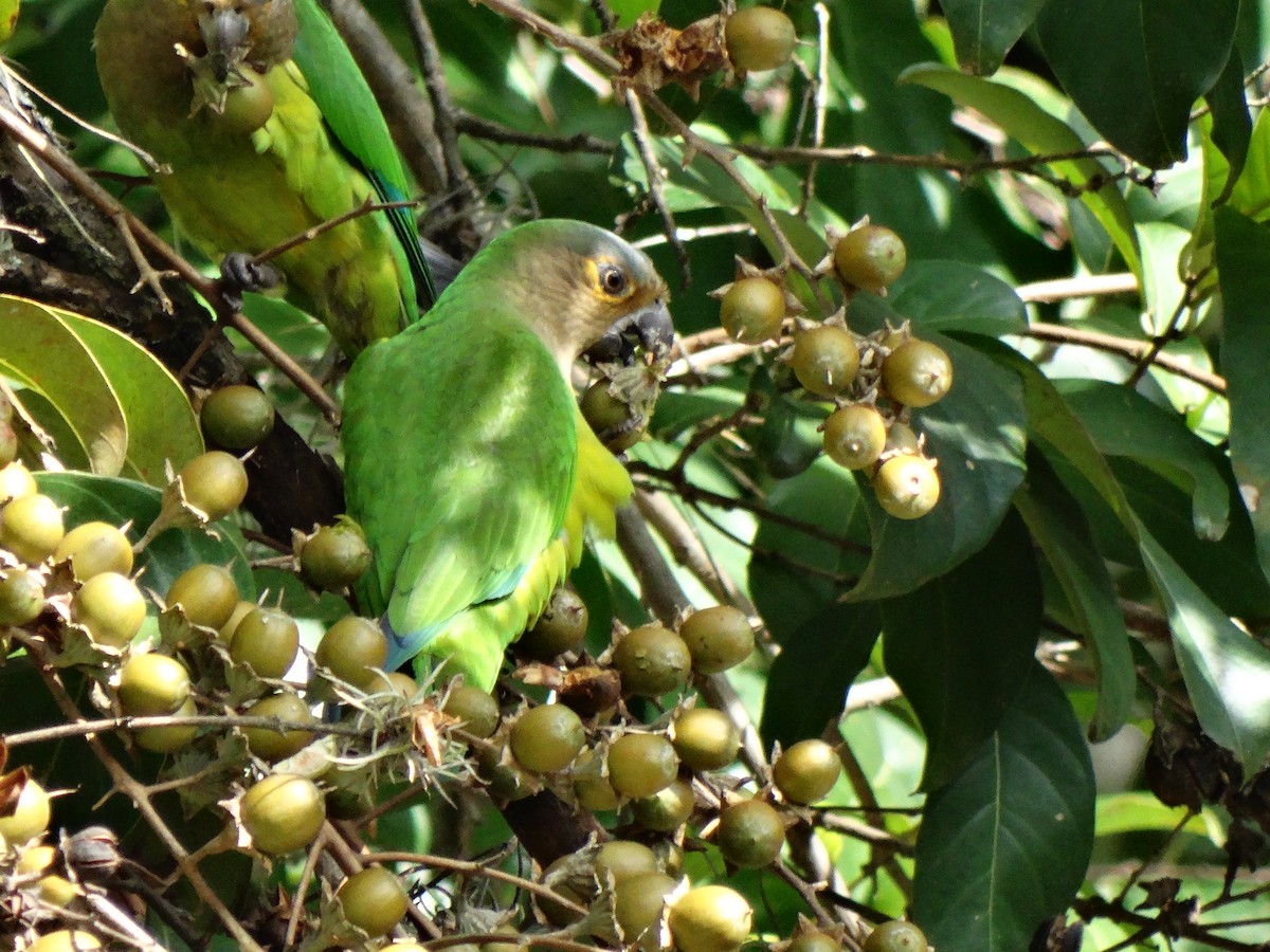 Brown-throated Parakeet - ML384493871
